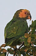 Yellow-faced Parrot