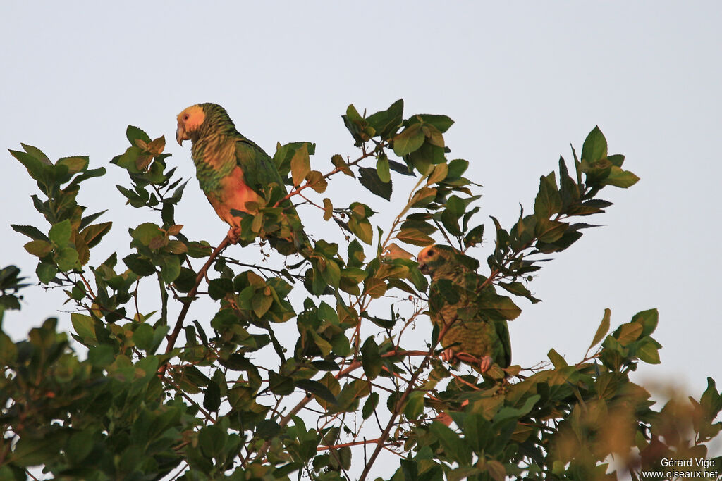 Yellow-faced Parrotadult