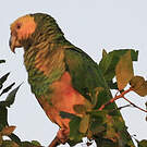 Amazone à face jaune