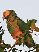 Yellow-faced Parrot