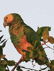 Amazone à face jaune