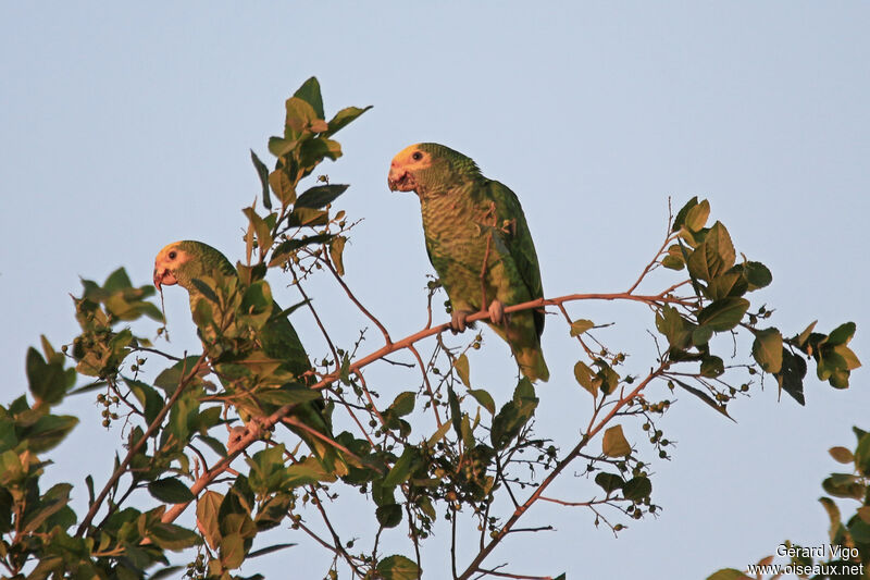 Yellow-faced Parrotadult