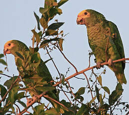 Amazone à face jaune