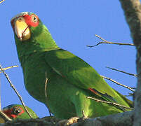 White-fronted Amazon