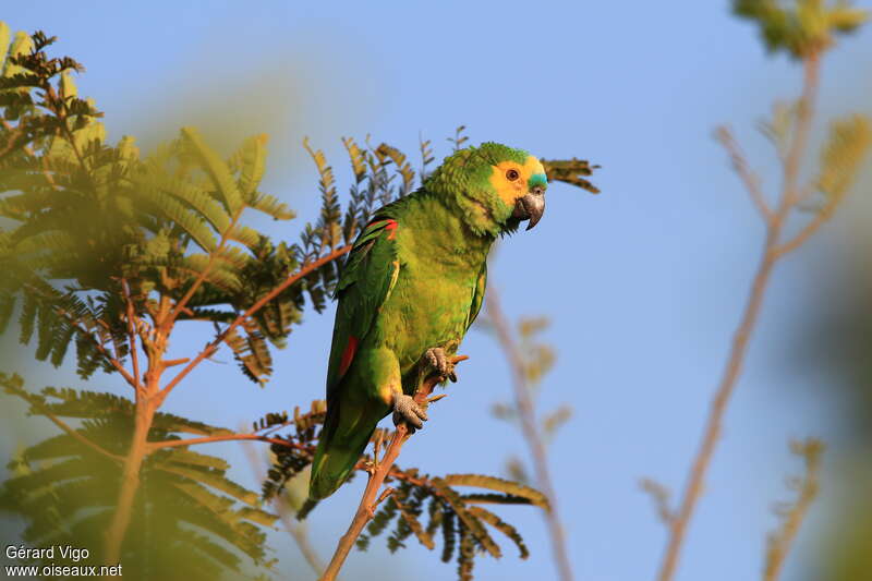 Turquoise-fronted Amazonadult, identification