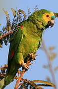 Turquoise-fronted Amazon