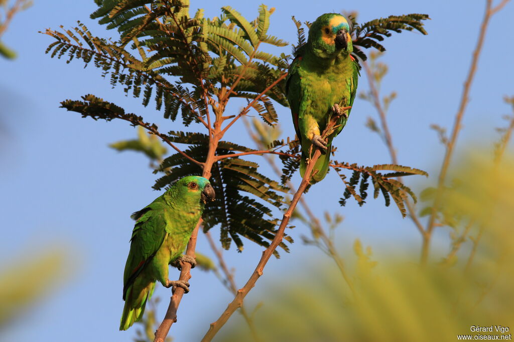 Turquoise-fronted Amazonadult