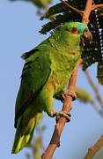 Turquoise-fronted Amazon