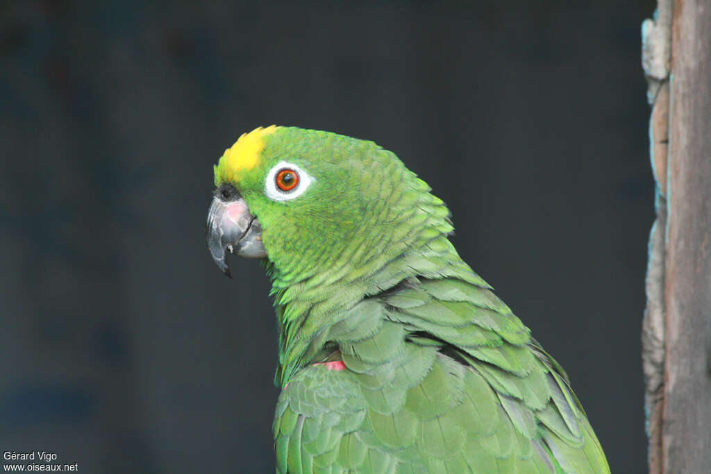 Yellow-crowned Amazonadult, close-up portrait