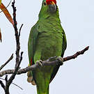 Amazone à lores rouges