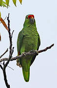 Amazone à lores rouges