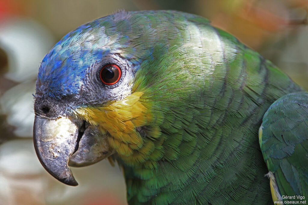 Orange-winged Amazonadult, close-up portrait