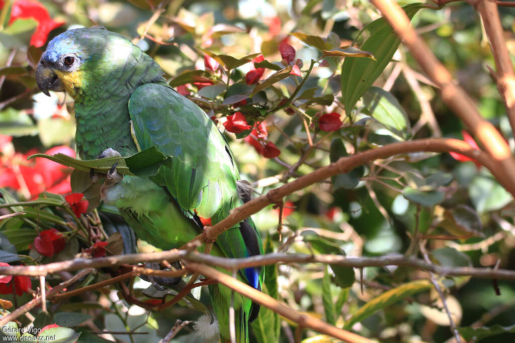 Orange-winged Amazonadult, feeding habits, eats