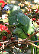 Orange-winged Amazon