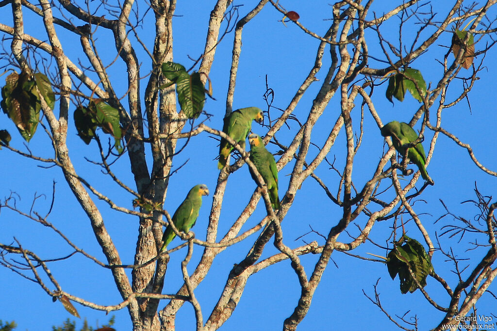 Amazone aourouadulte