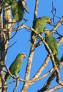 Orange-winged Amazon