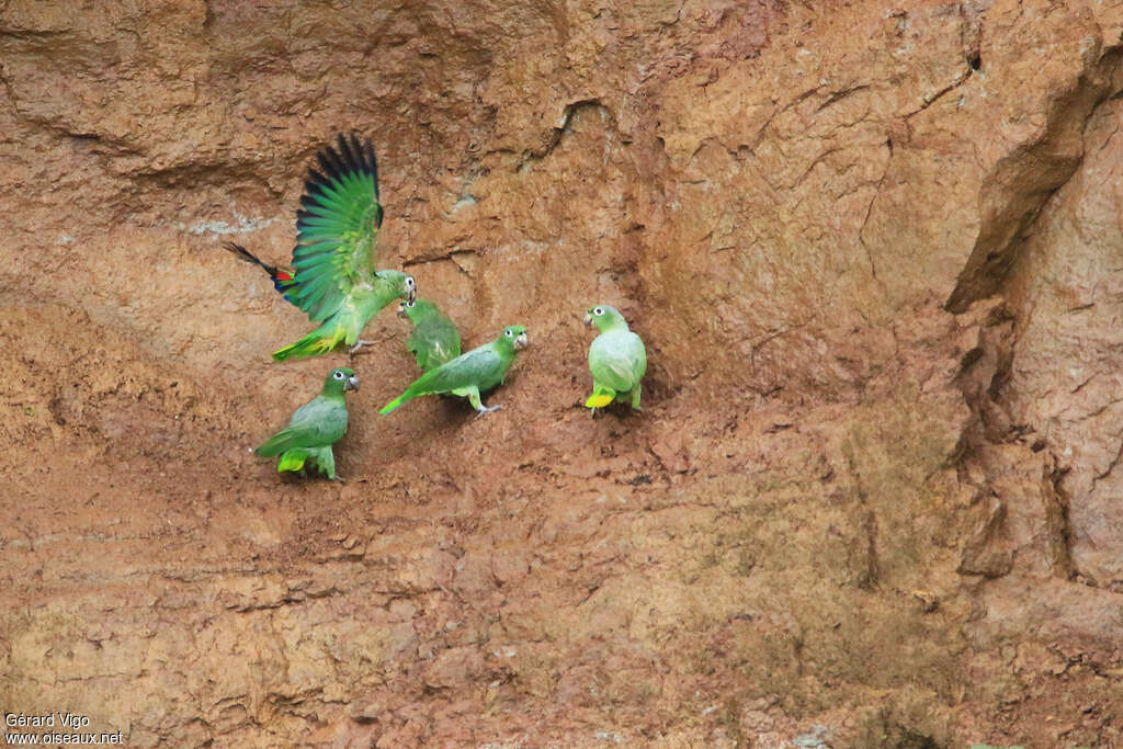 Southern Mealy Amazonadult, feeding habits