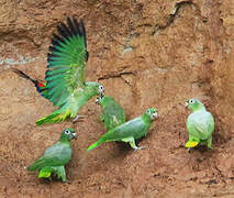 Southern Mealy Amazon