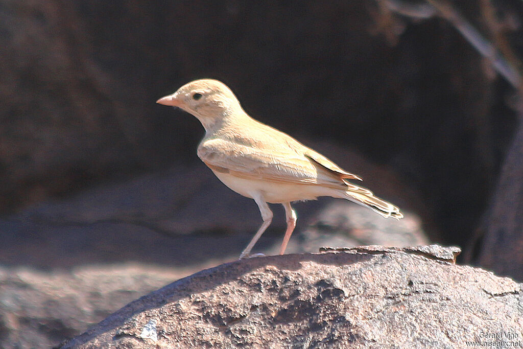 Bar-tailed Larkadult