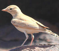 Bar-tailed Lark