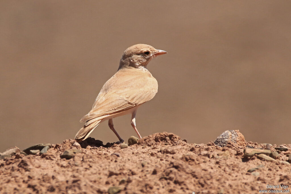 Bar-tailed Larkadult