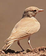 Bar-tailed Lark