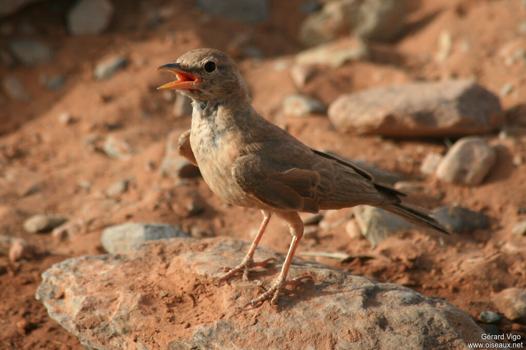 Desert Larkadult