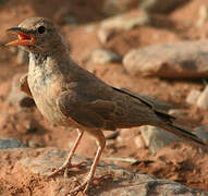 Desert Lark