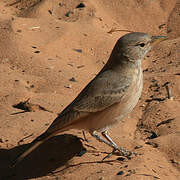 Desert Lark