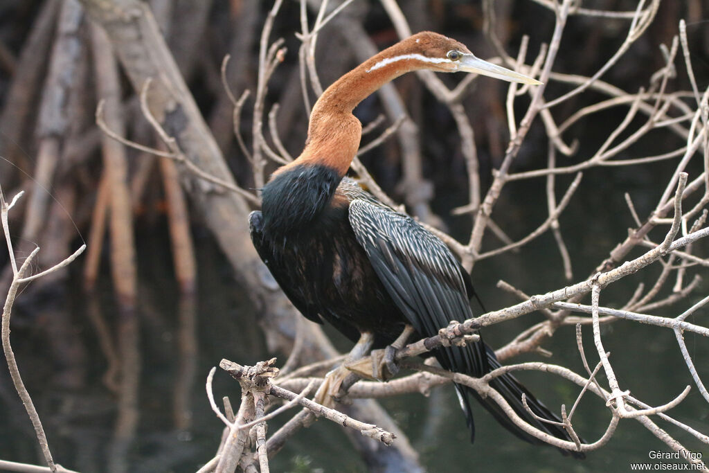 Anhinga d'Afriqueadulte