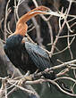 Anhinga d'Afrique