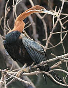 African Darter