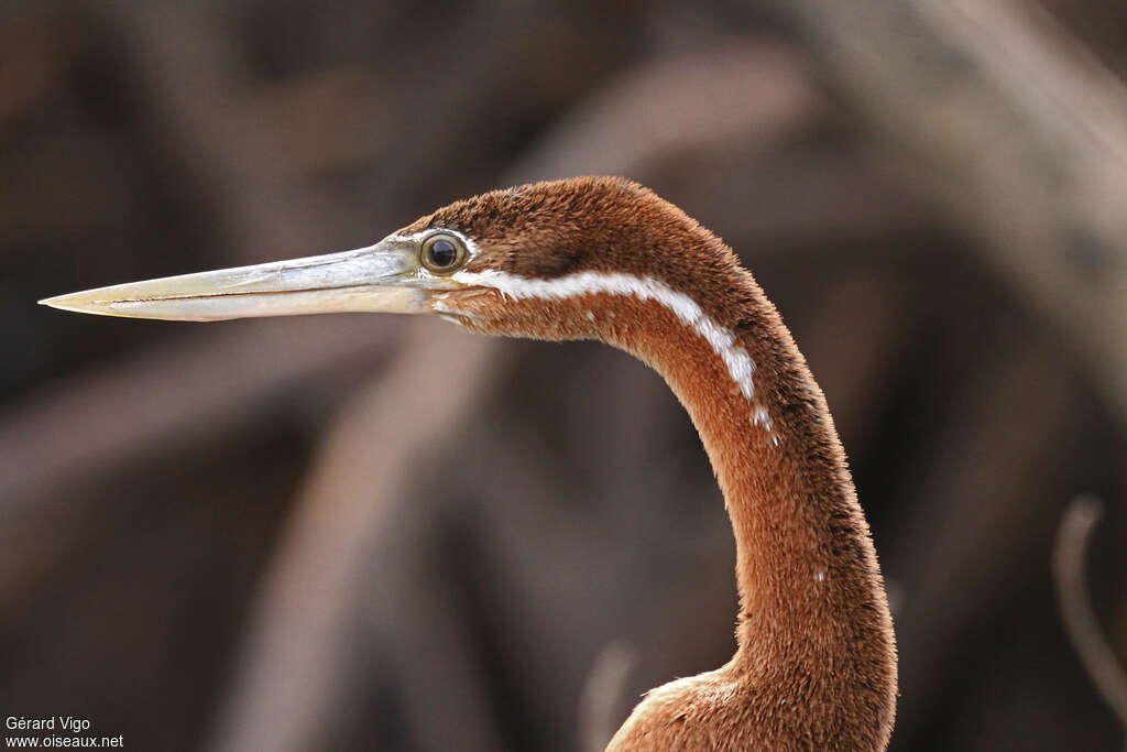 African Darter female adult, close-up portrait