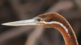 Anhinga d'Afrique