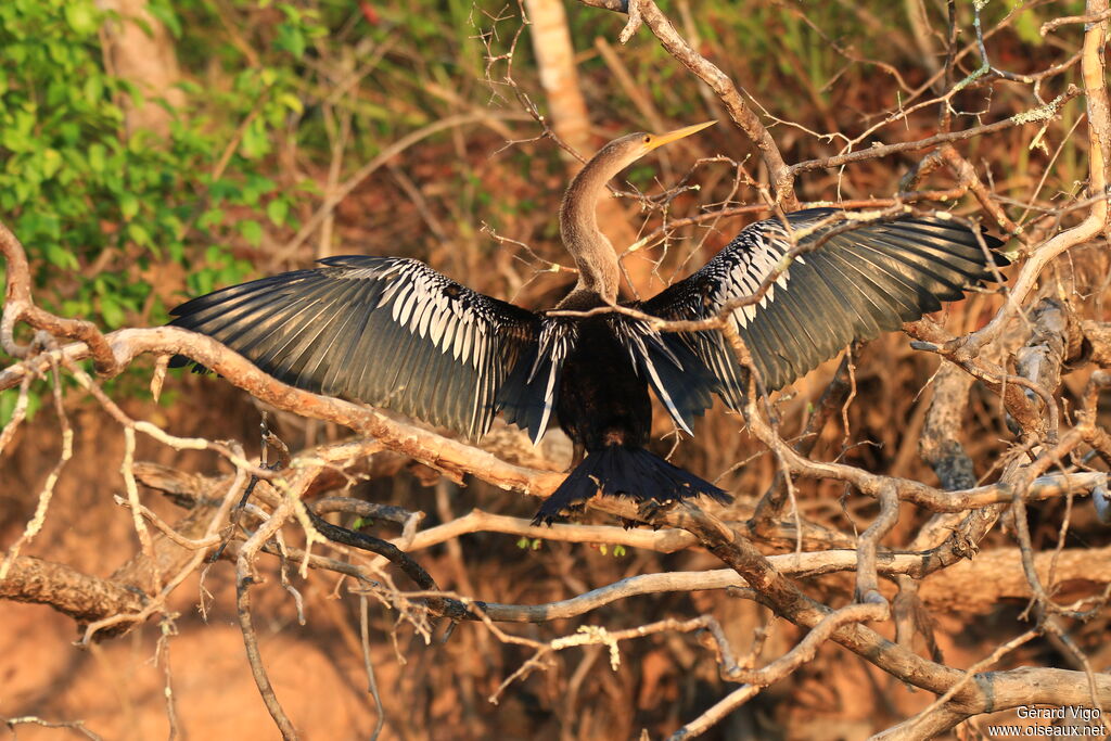 Anhinga female adult