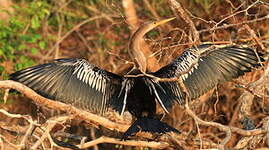 Anhinga d'Amérique