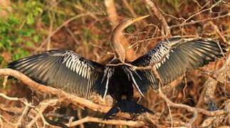 Anhinga