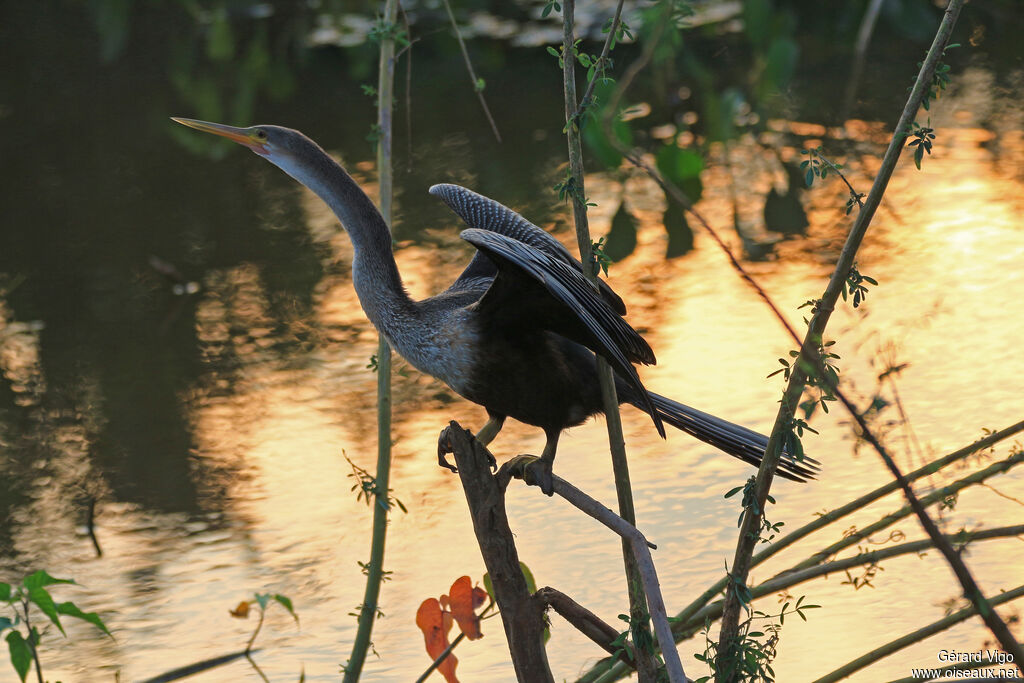 Anhinga d'Amérique femelle adulte