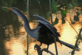 Anhinga