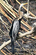 Oriental Darter