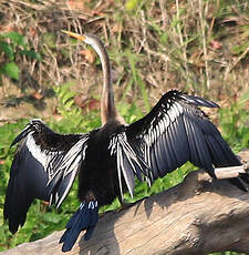 Anhinga roux