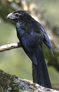 Groove-billed Ani