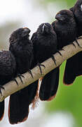 Smooth-billed Ani