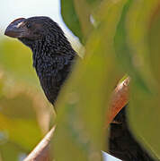 Smooth-billed Ani