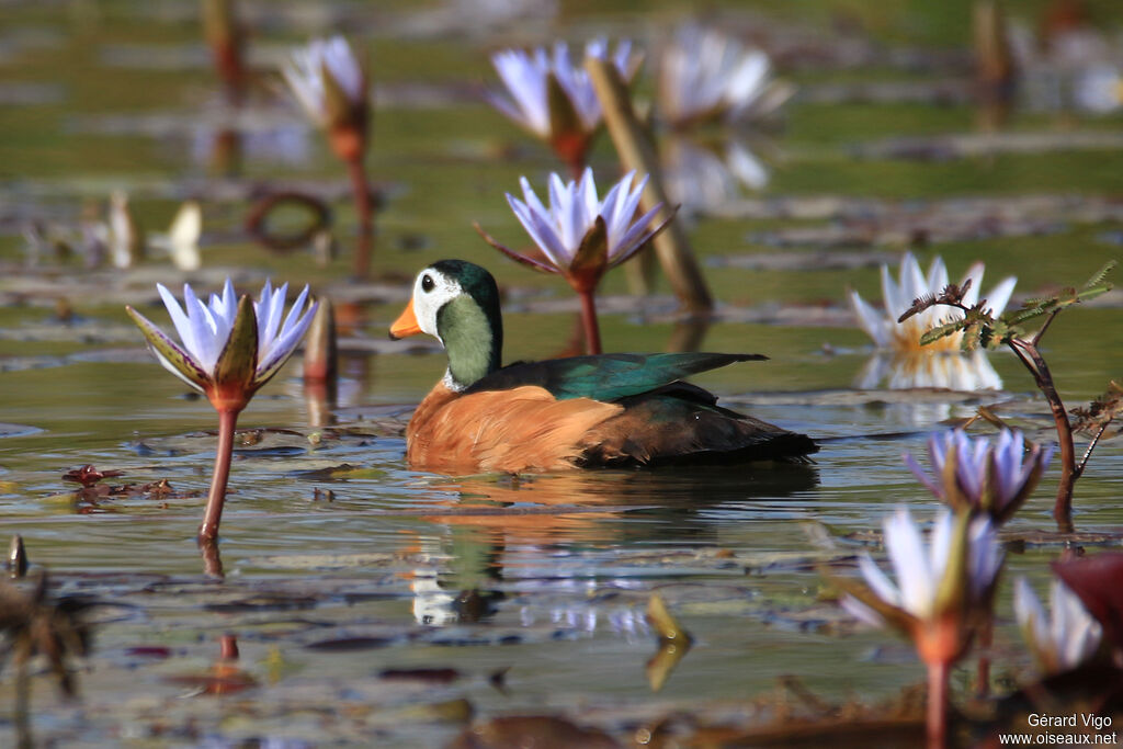 African Pygmy Goose male adult