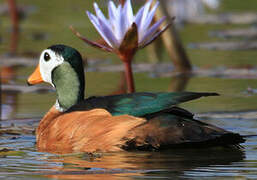 African Pygmy Goose