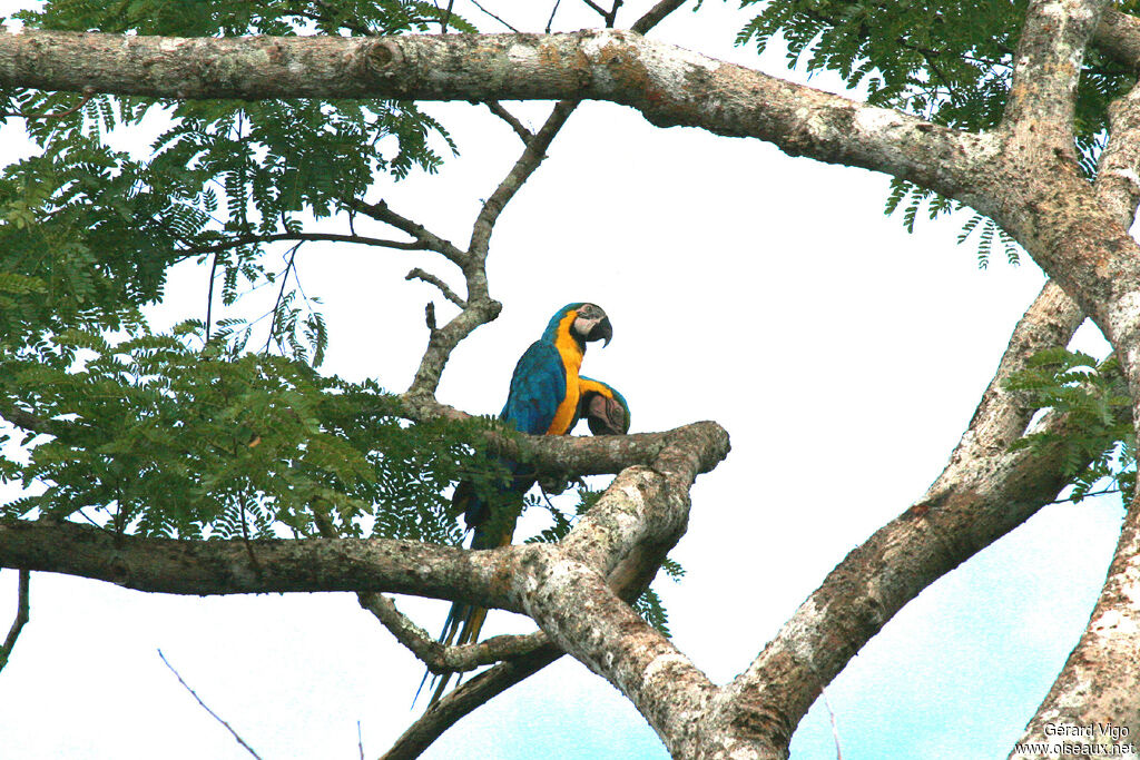 Blue-and-yellow Macawadult