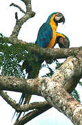 Blue-and-yellow Macaw