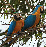 Blue-and-yellow Macaw