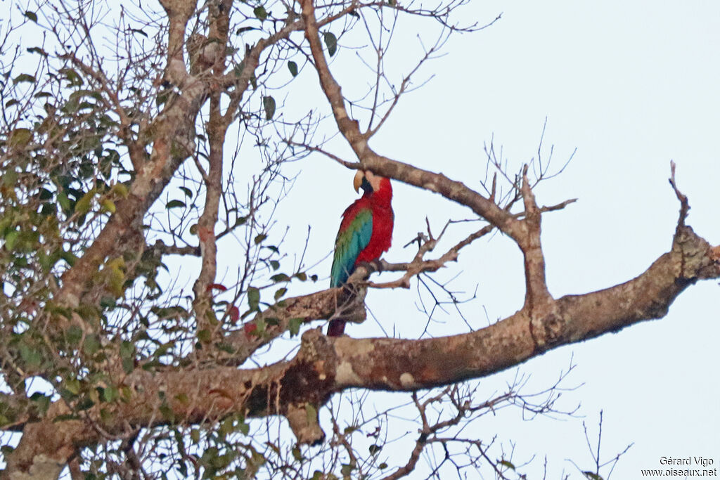 Ara chloroptèreadulte